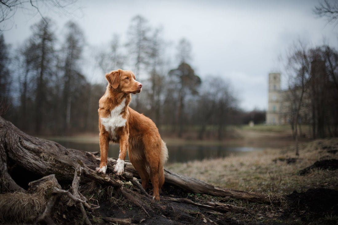 Votre chien « bugge »-t-il tel un ordinateur ?