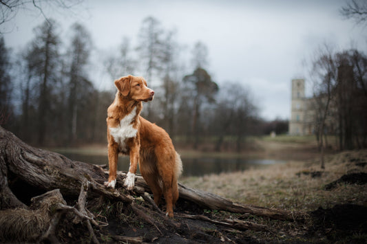 Votre chien « bugge »-t-il tel un ordinateur ?
