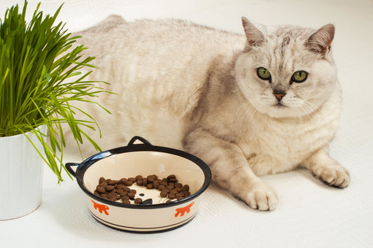 Pourquoi j’ai arrêté de donner 3 repas par jour