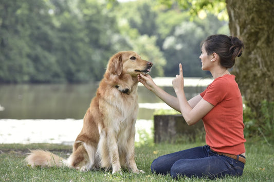 A tous ceux qui veulent un chien « obéissant » à tout prix.