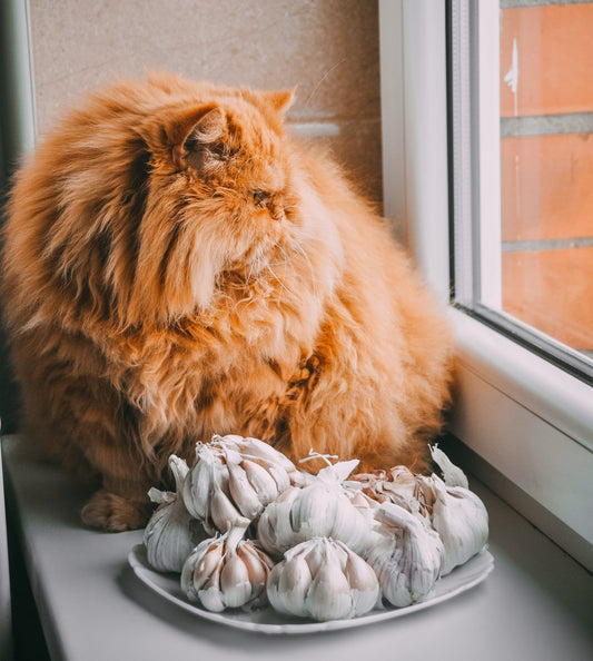 Quitte à « empoisonner » votre chat, faites-le à l’ail !