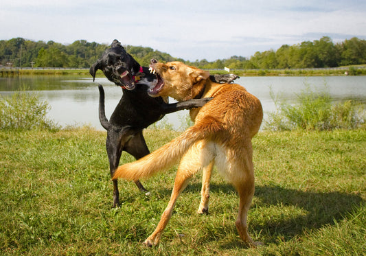Sauvez votre chien d’une agression fatale.
