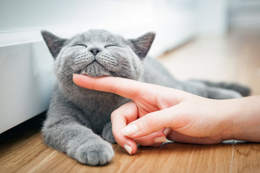 Un chat qui ronronne est forcément heureux : mythe ou réalité ?