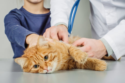 Le jour où j'ai découvert l'épilepsie de mon chat