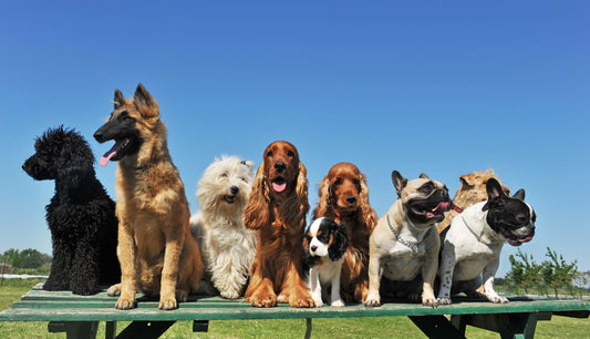 Reproduction déraisonnée de chiens malades : jusqu’où iront les éleveurs ?