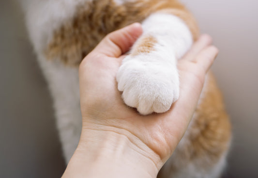 L’éducation d’un chat : mythe ou réalité ?