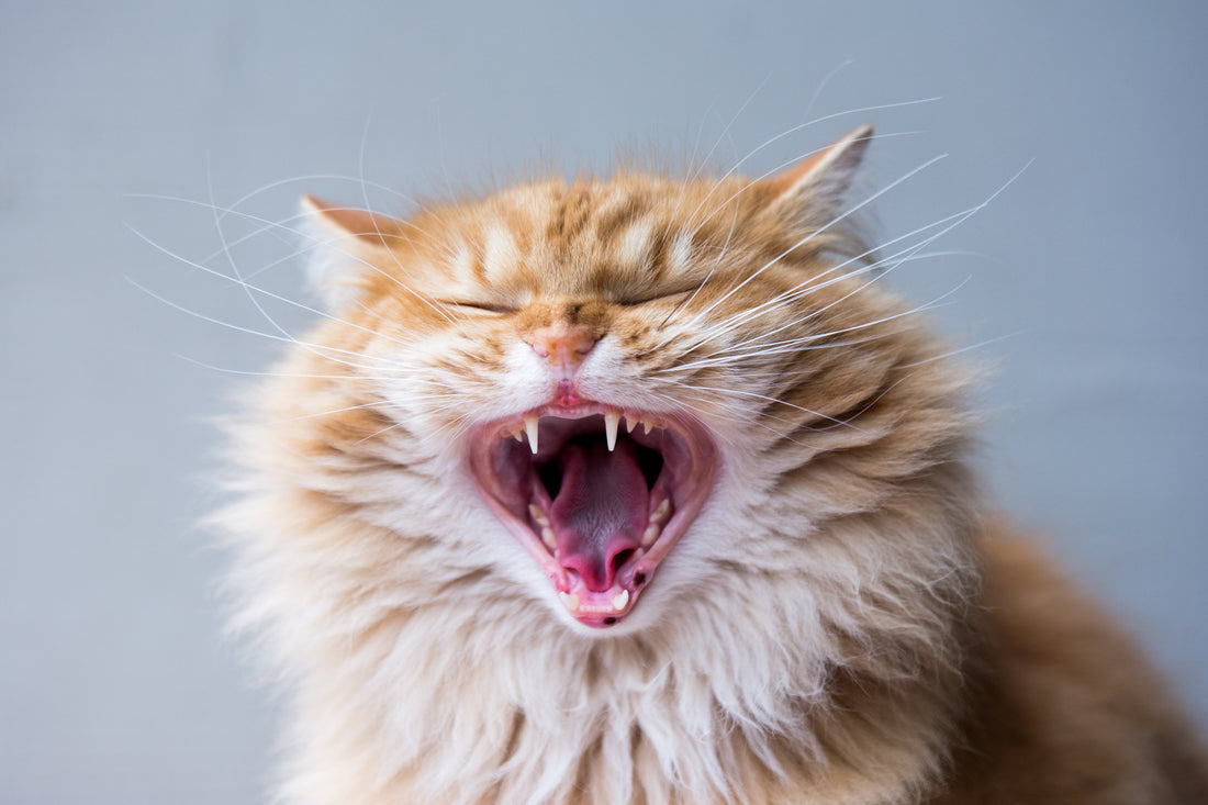 Comment Otto a récupéré une bouche saine.