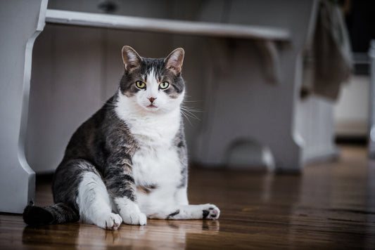 Surpoids et obésité : 1 chat sur 2 est touché