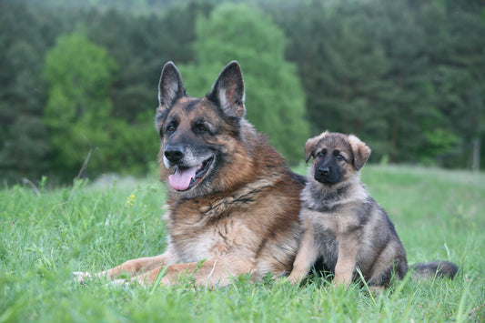 Et si votre chien était plus vieux que ce que vous croyez ?