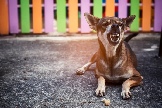 Chien qui grogne : l’erreur à ne JAMAIS commettre