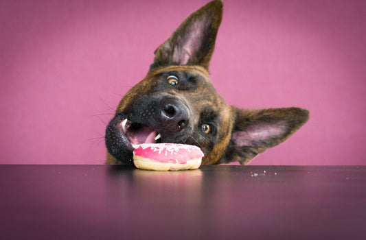 Punir son chien : il existe une alternative 100 fois plus efficace