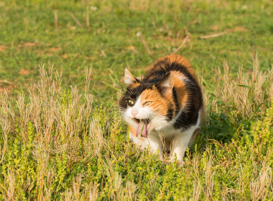 À l'aide, mon chat vomit des boules de poils !