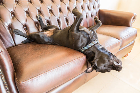 La vidéo de ce chien qui rêve est impressionnante