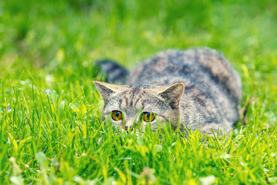 Top 3 des meilleures stimulations pour ton chat
