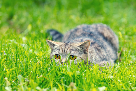 Top 3 des meilleures stimulations pour ton chat