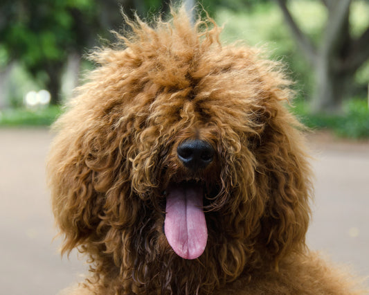 Le poil de mon chien : c’est (vraiment !) pas du luxe