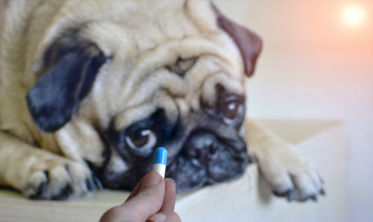Faire avaler un médicament à votre chien : astuces et recettes infaillibles