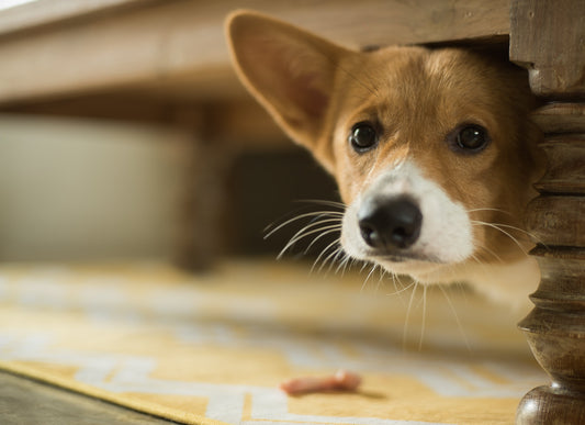 Terreur ou motivation : Pourquoi nos chiens nous obéissent-ils ?