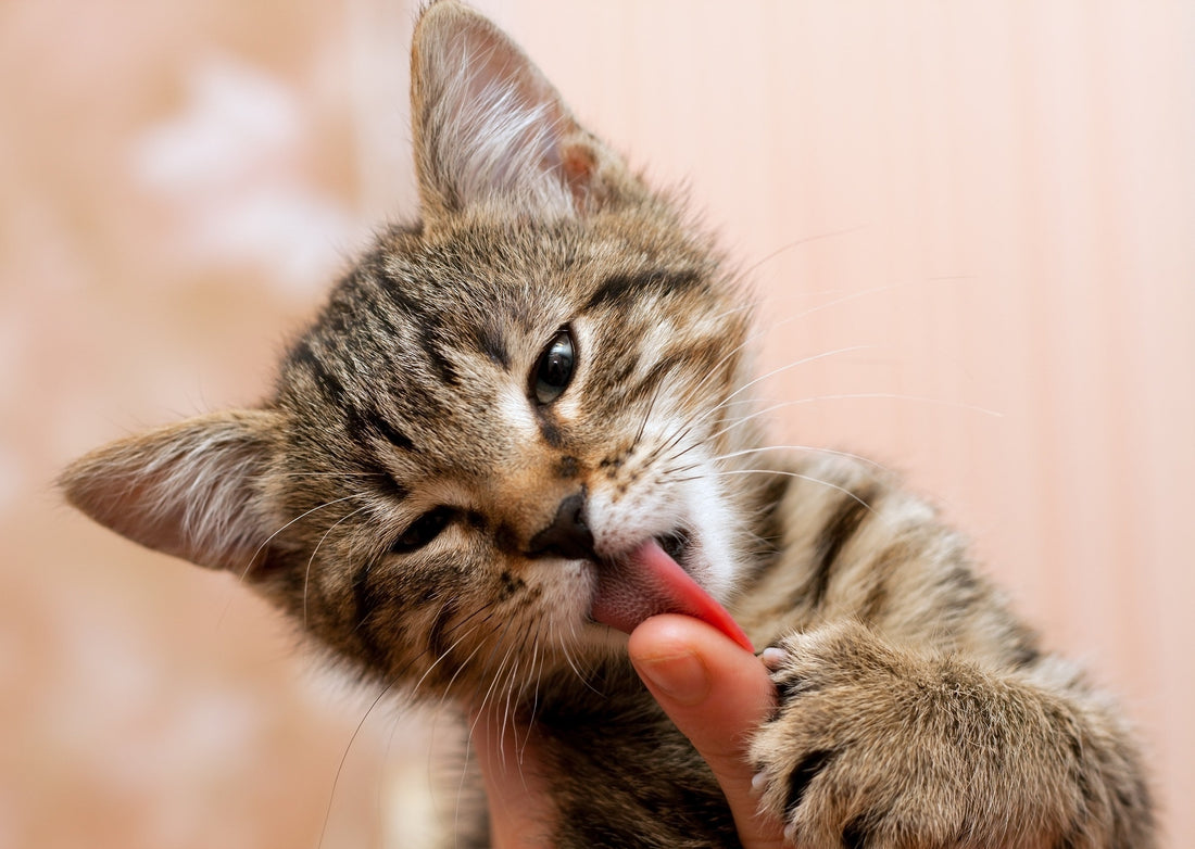 Mon chat me lèche : signe d'affection ou de mal-être ?