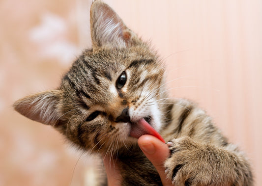 Mon chat me lèche : signe d'affection ou de mal-être ?
