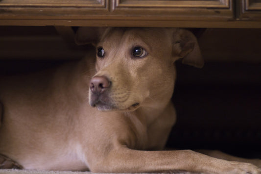 Pourquoi mon chien est-il stressé ?