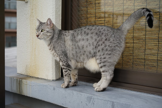 Mon chat a la peau du ventre qui pend, est-ce normal ?