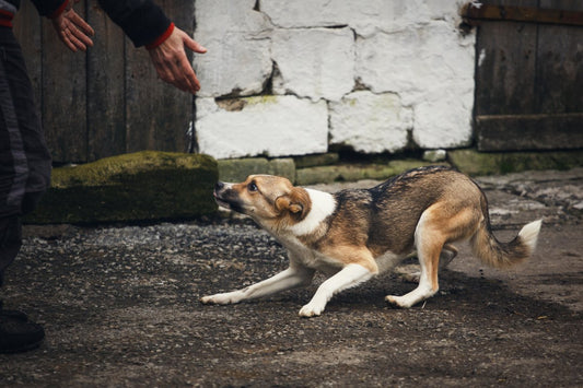 Comment habituer un chien qui a peur