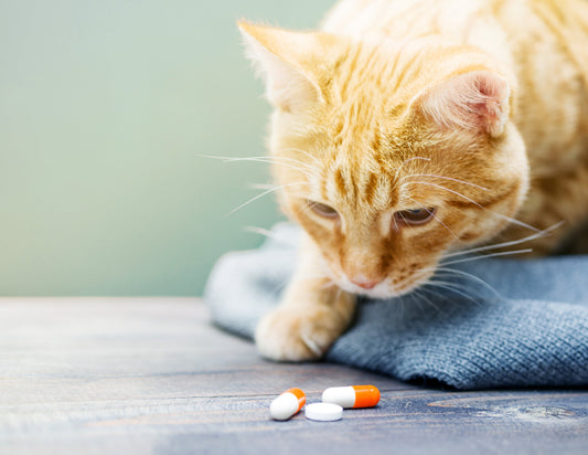 Anti-inflammatoire : attention, ton chat peut vite devenir addict !