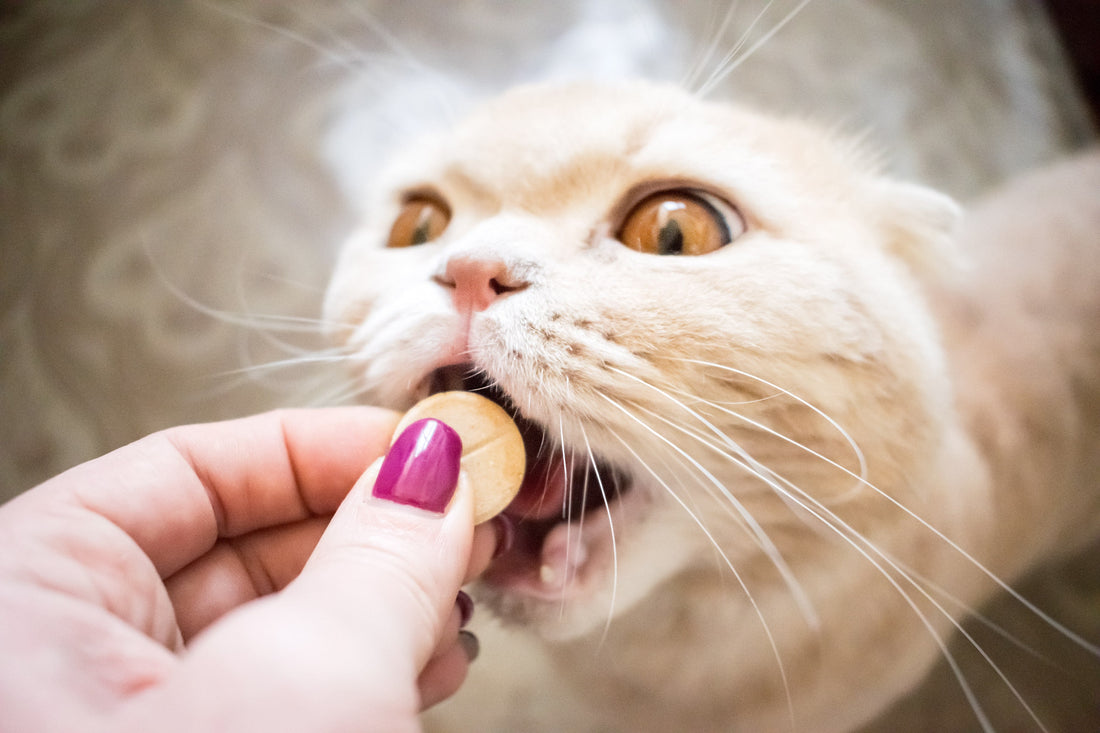 Faire avaler un médicament : Ton chat est-il plutôt comme Laotse ou Taïs ?