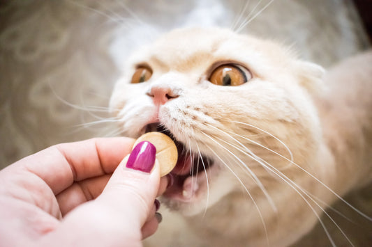 Faire avaler un médicament : Ton chat est-il plutôt comme Laotse ou Taïs ?