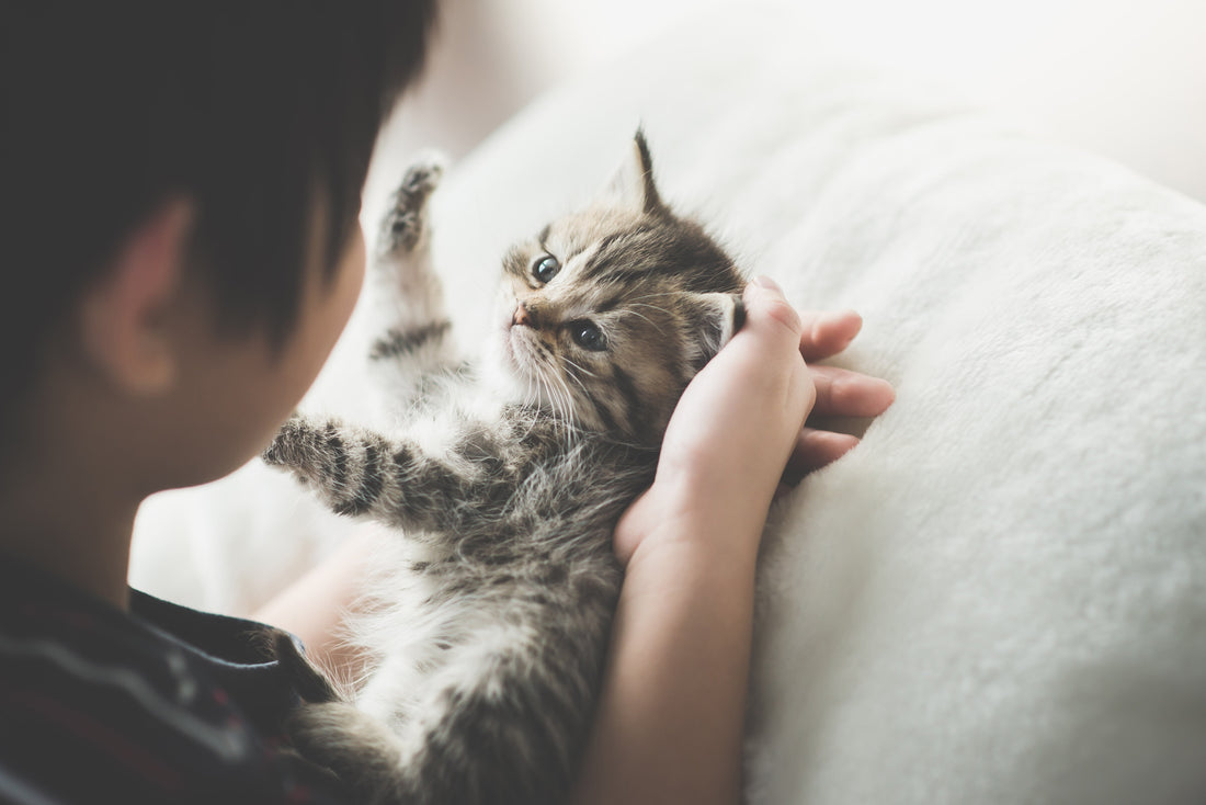 Un chat aussi attaché à son humain qu’un bébé à ses parents ?