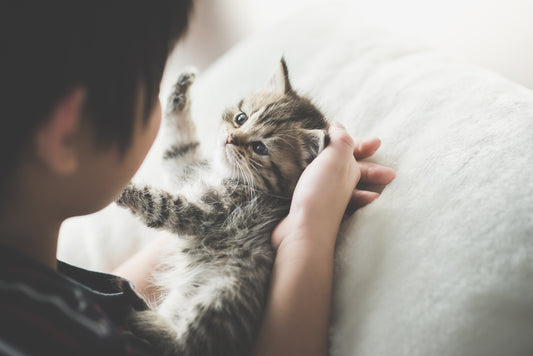 Un chat aussi attaché à son humain qu’un bébé à ses parents ?
