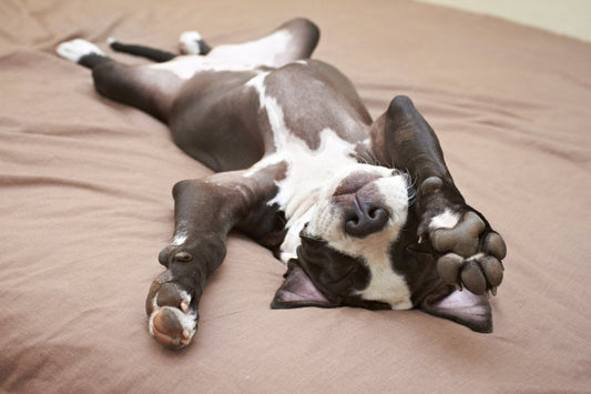Que se passe-t-il quand il dort ?