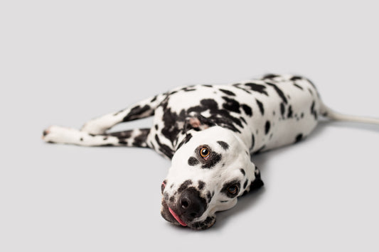 Fatale une fois sur trois : sauvez votre chien de la torsion d’estomac