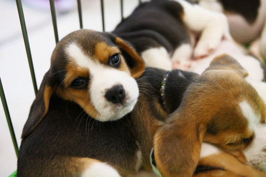 Trafic de chiens et animaleries, une alliance plus que rentable