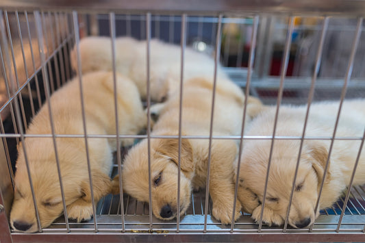 L’enfer des salons du chiot