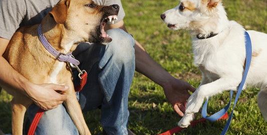 Troubles comportementaux : la faute aux vendeurs de chiens ?