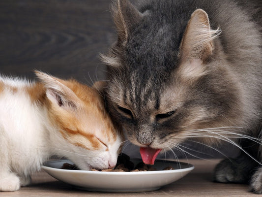 Un chaton pour stimuler votre vieux chat : bonne ou mauvaise idée ?