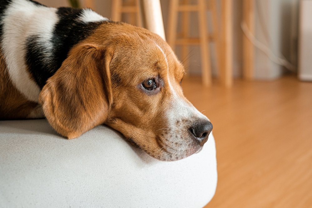 Top 5 des astuces contre l'anxiété de rentrée de votre chien