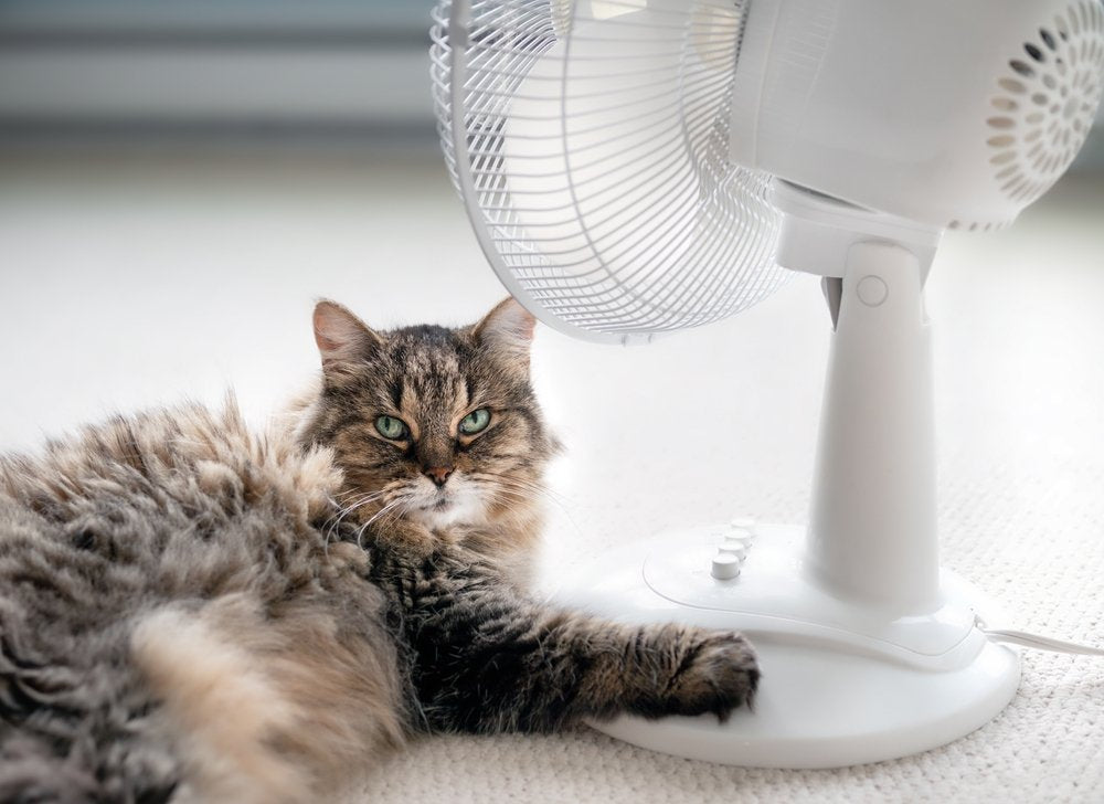 Canicule : protégez votre chat du coup de chaleur