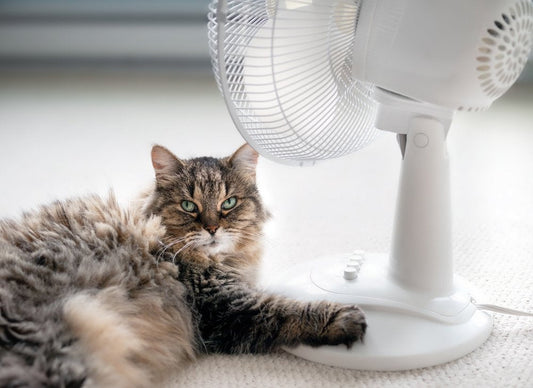 Canicule : protégez votre chat du coup de chaleur