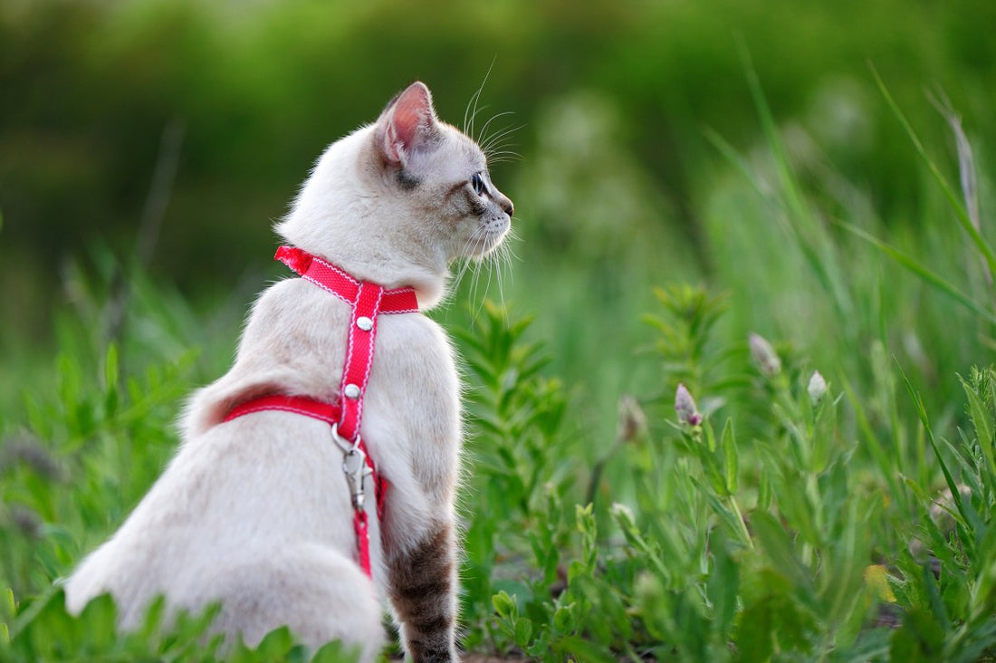 Accompagner votre chat en balade : juste une mode ?