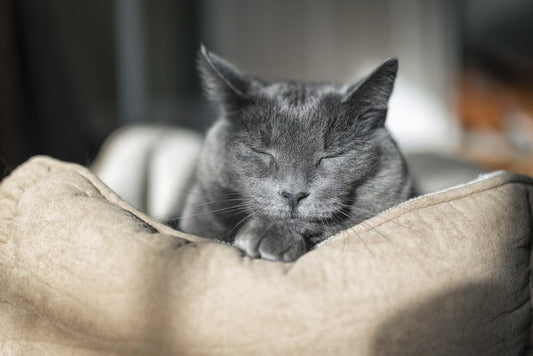 Votre chat vieillit.