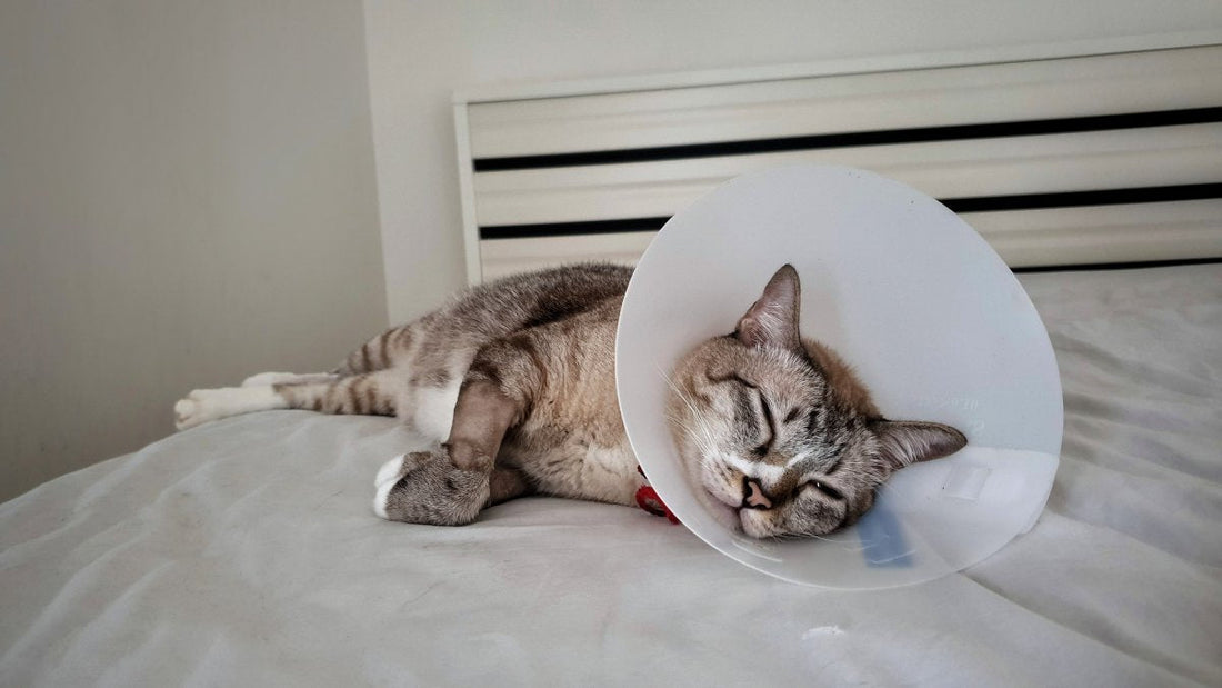 Antibiotiques pour chat : Ne participons pas à ce désastre.
