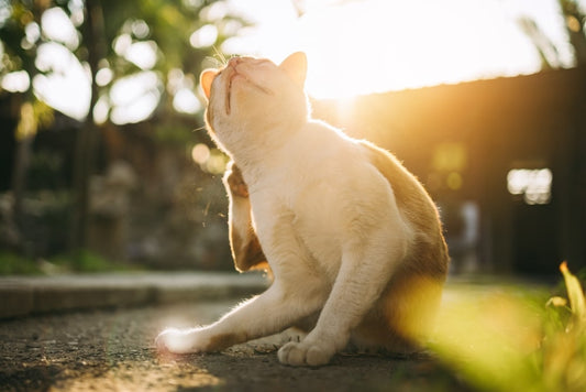 3 astuces incontournables contre les parasites
