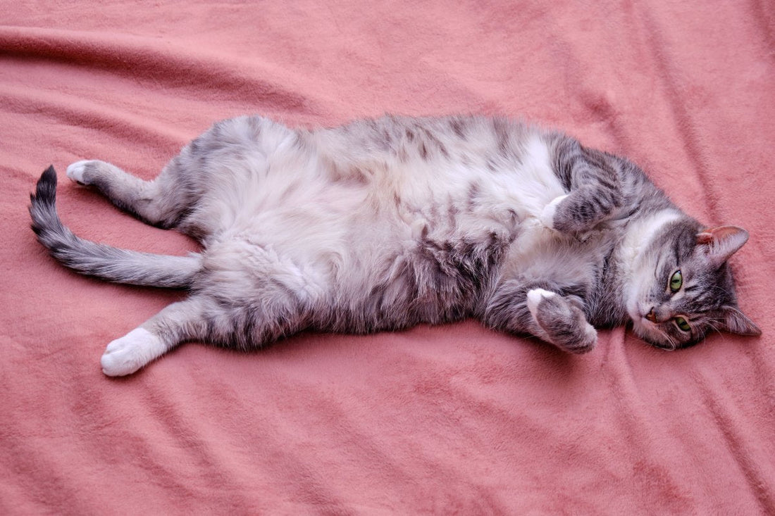 Surpoids : la moitié des chats en sont atteints