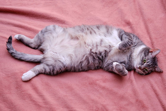 Surpoids : la moitié des chats en sont atteints
