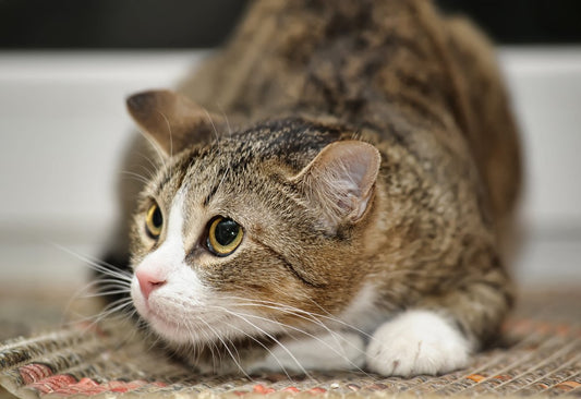 Votre chat est craintif ?