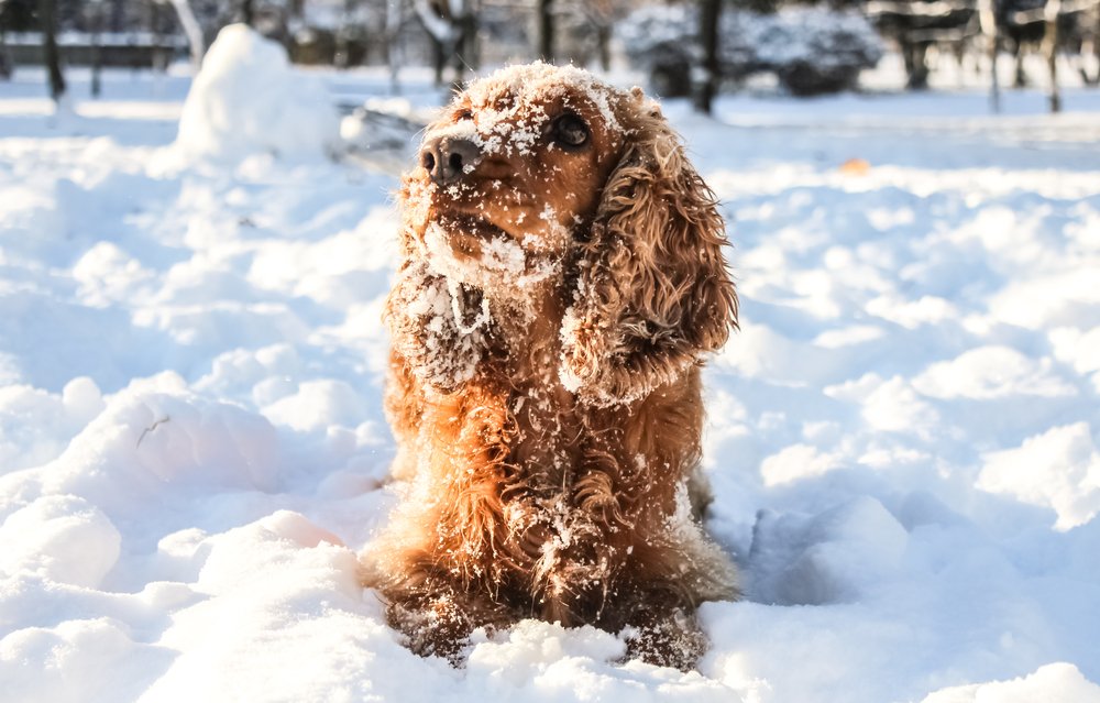 Hiver : ce que vous devez savoir au sujet des balades