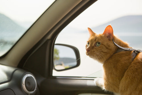 Déplacements en voiture : comment éviter le stress engendré
